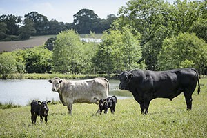Riverford Farm Shop Cows