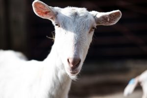 Goat at Dartington Dairy