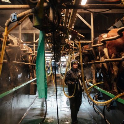 Down on the farm: rivers of milk