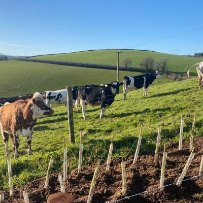 Down on the farm: free market milking