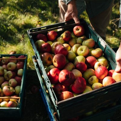 Wider food system and local growers
