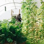 Food, fuel and the bigger picture