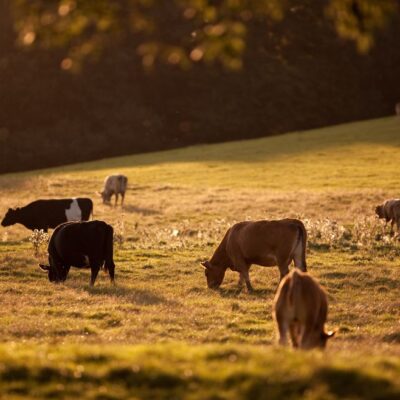 Down on the farm: the cost of a dry summer