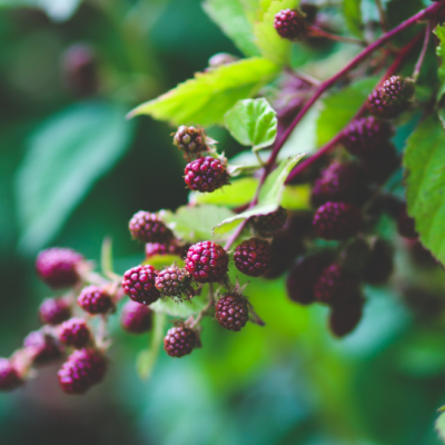What’s in season this September?